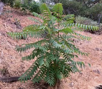 A tree-of-heaven resembles native sumac and hickory trees and is on the UC List of Noxious Weeds