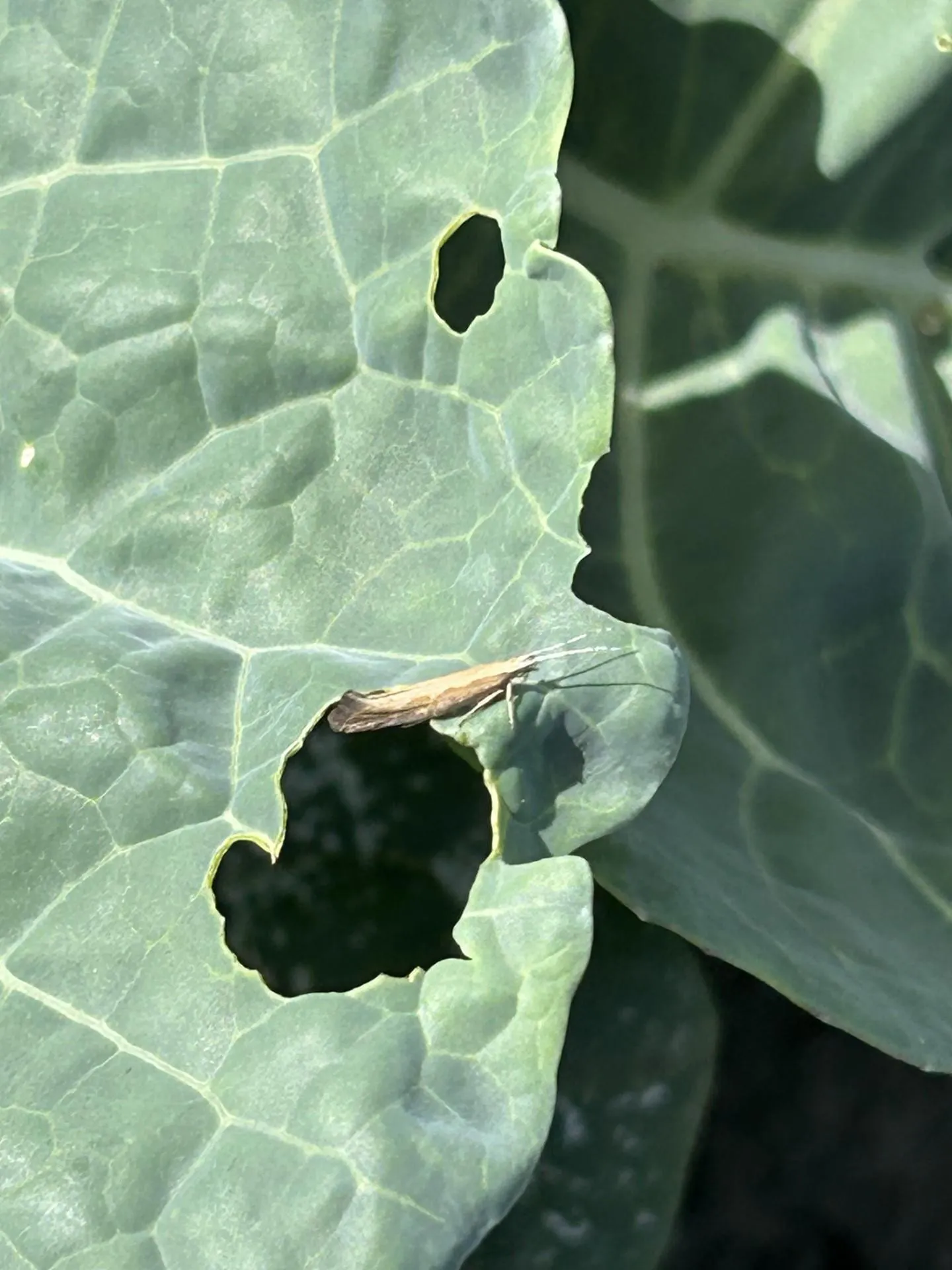 Adult diamondback moth on Broccoli leaf with chewed holes.