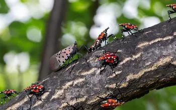 An adult spotted lanternfly with red and white nymph stage spotted lanternflies