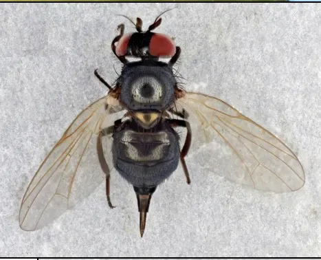 Close up of black fig fly female
