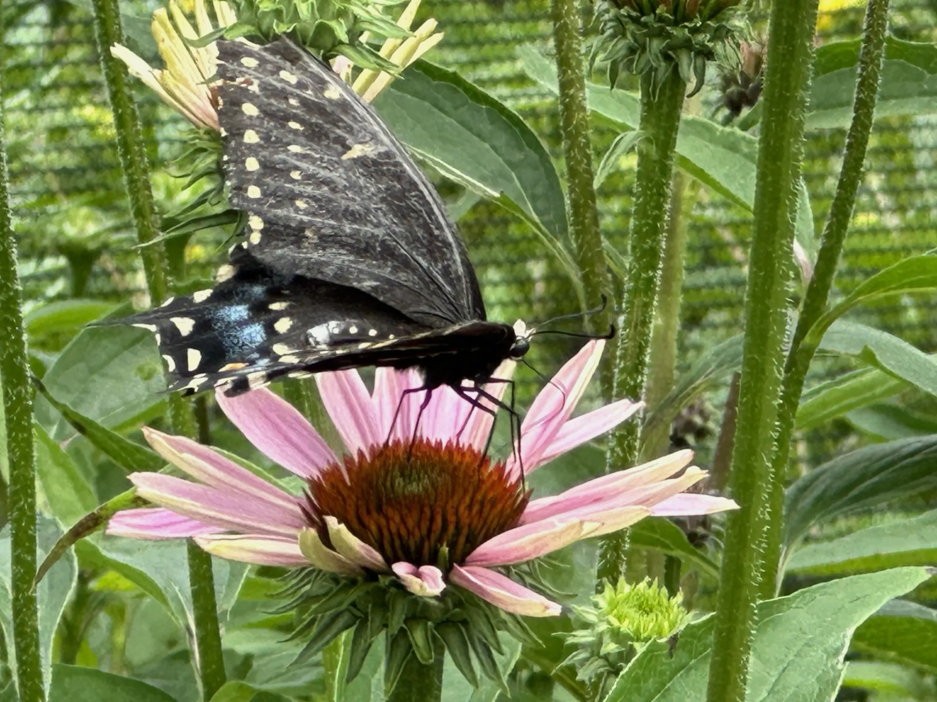 black butterfly with white spots on a pink echinacea plant