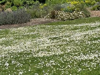 Clover (trifolium repens) is an easy, beautiful lawn alternative that uses much less water than traditional grass