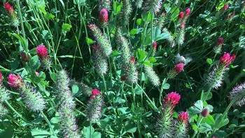 Crimson clover cover crop in bloom