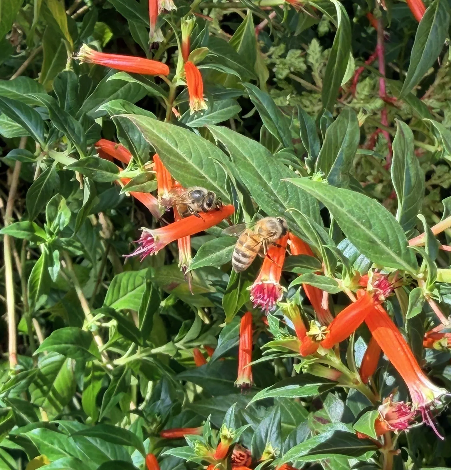 several honeybees "robbing" nectar from the cuphea flowers