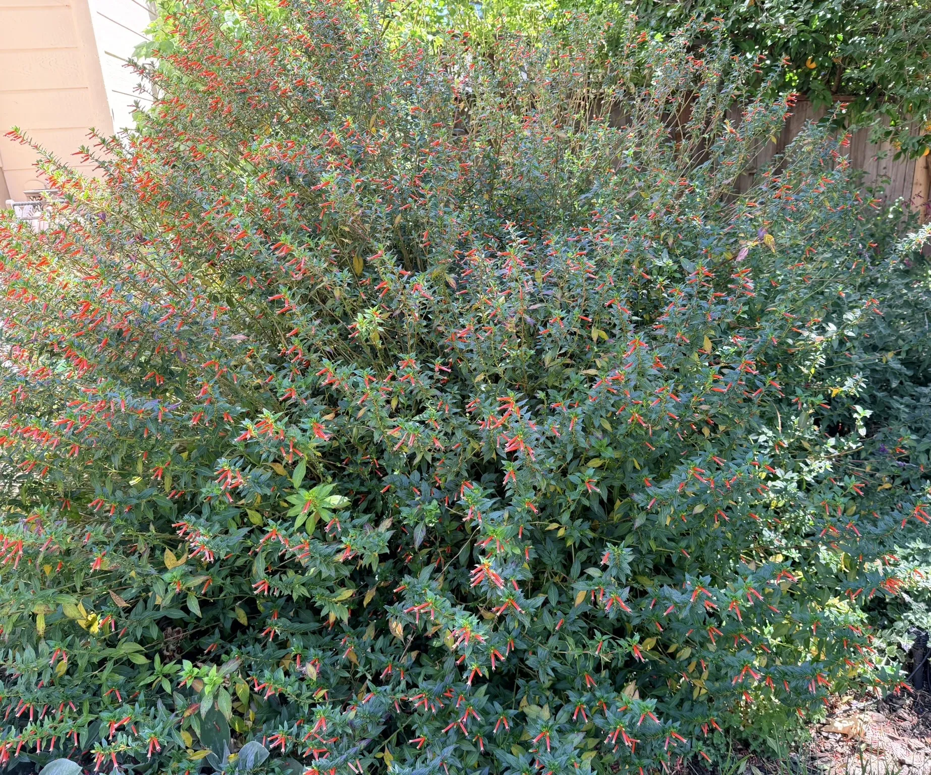 large cuphea plant overgrowing it's spot in the garden