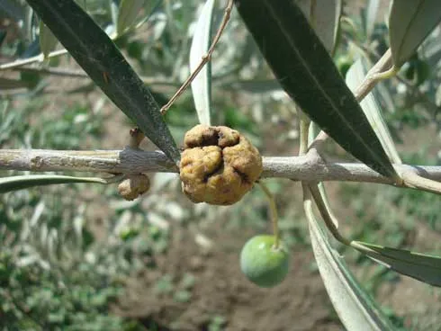 Olive knot galls form on twigs at sites of infection by Pseudomonas savastanoi. Credit: Elizabeth J. Fichtner