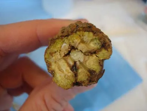 Gall tissue can girdle twigs and stems. Credit: Elizabeth J. Fichtner