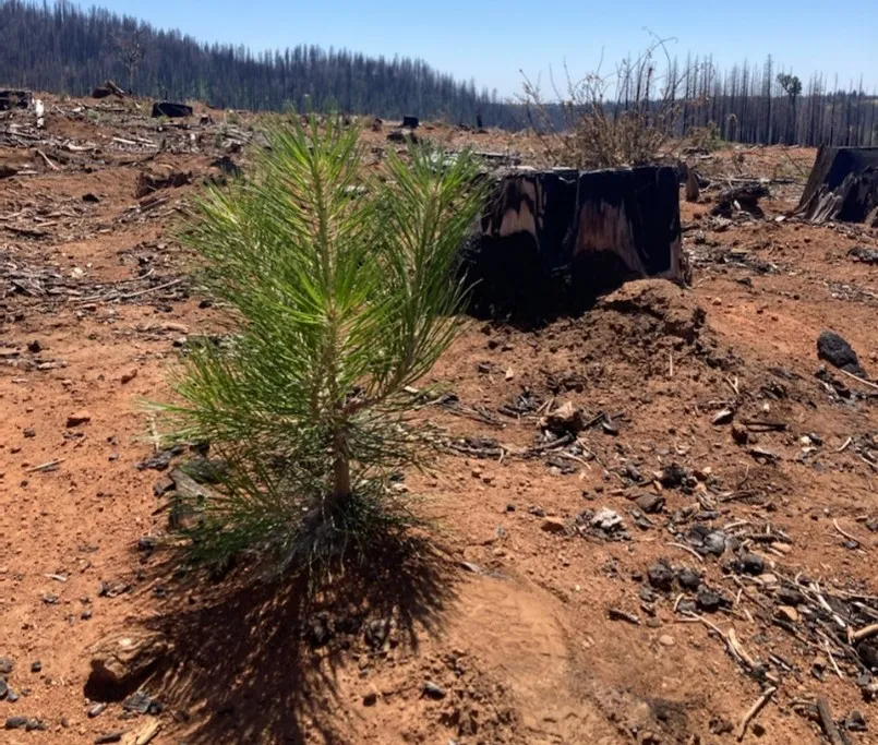 Healthy ponderosa pine seedling on a severely burned site.