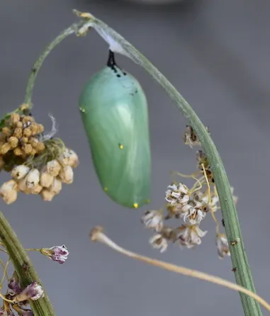 Monarch chrysalis on narrow-leafed milkweed.
