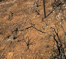 Formation of rills on a hillside following wildfire.