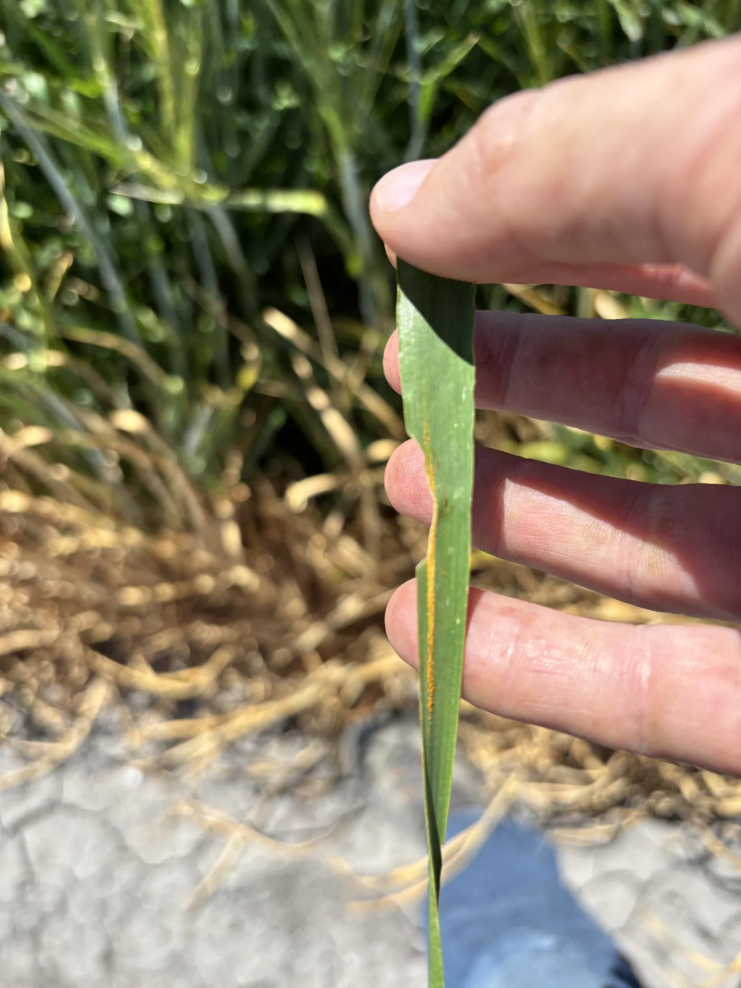 image of crop damage