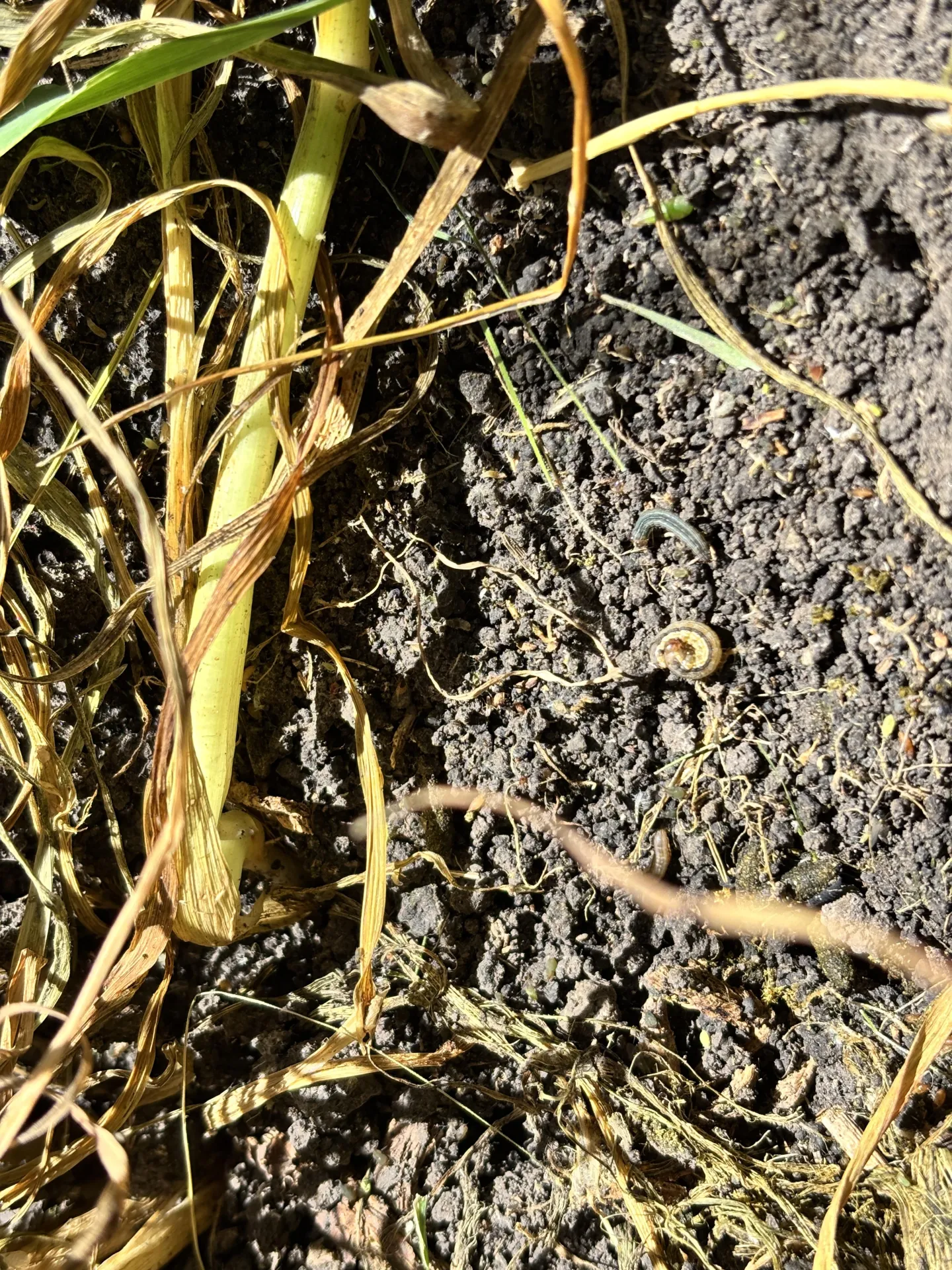 image of fall armyworm