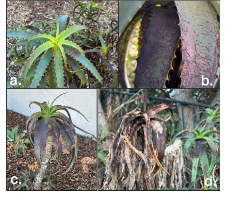 4 images of aloe arborescens feeding damage