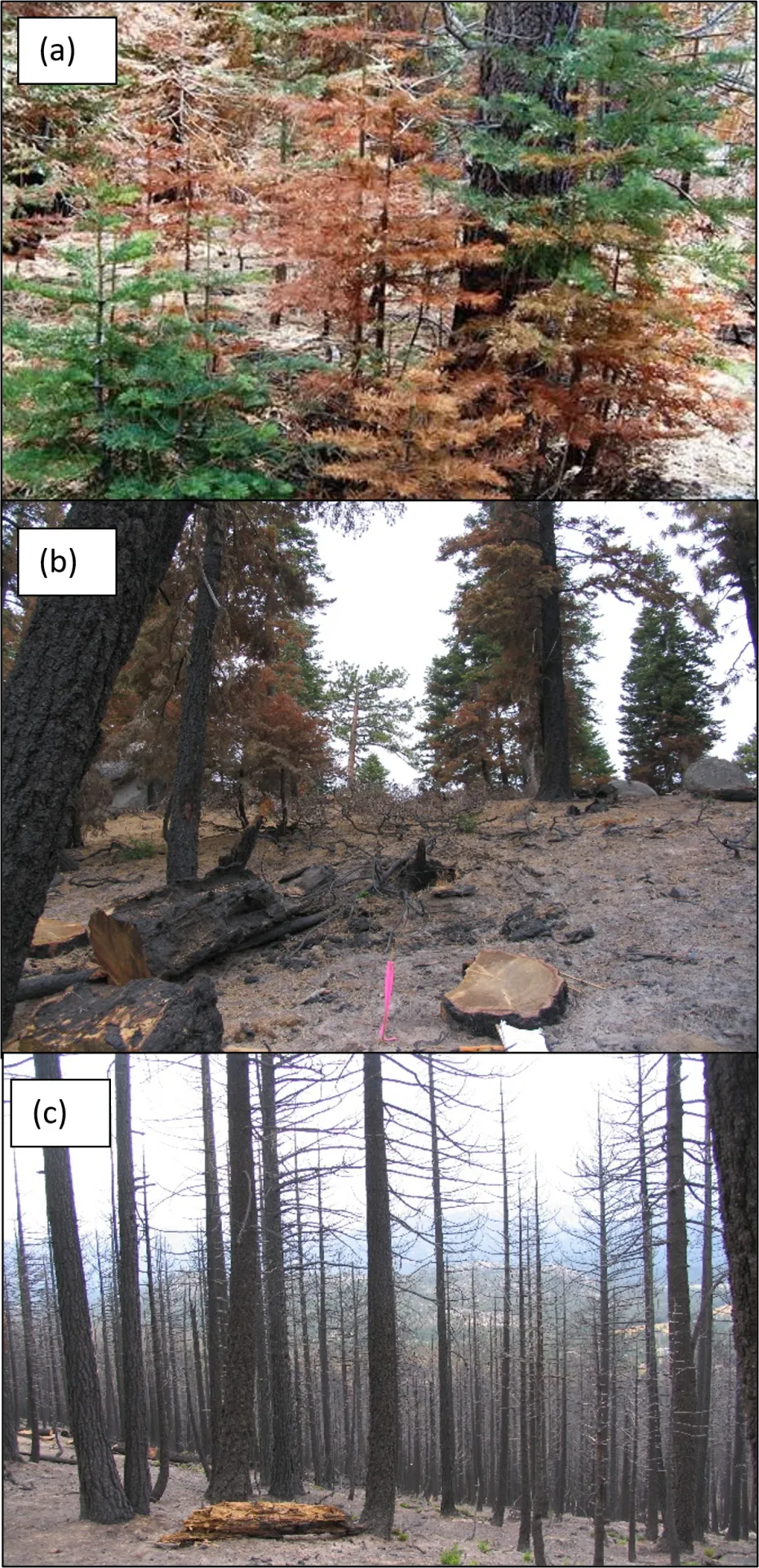Comparison of conifer stands burned at different levels of severity.