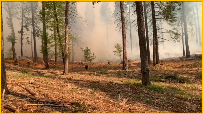 Prescribed fire in Spring 2023 following a mastication treatment conducted in the previous fall.
