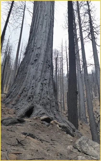 Scorched giant sequoia trunk with no green foliage remaining.