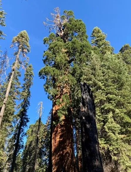Giant sequoia after a fire with top-killed branches.