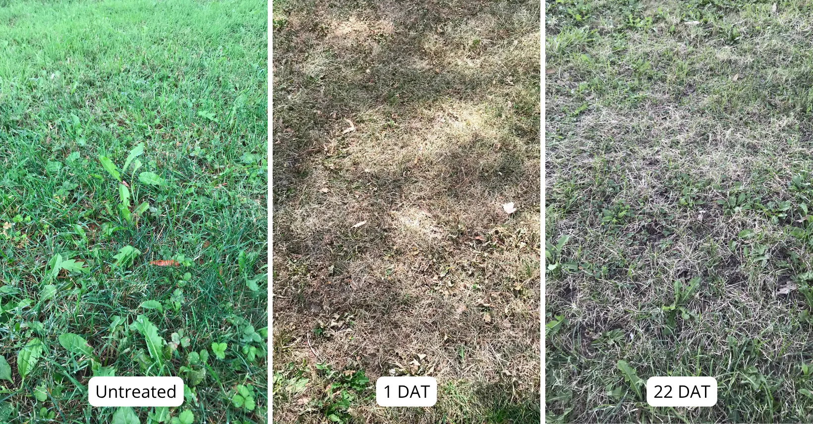 Herbicidal plots