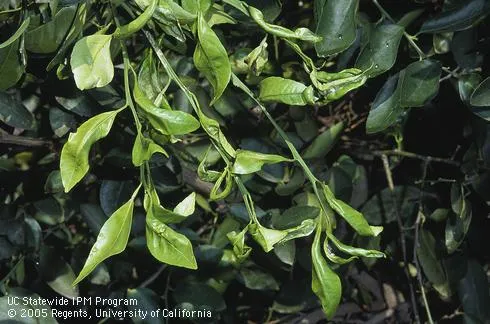 Citrus shoots damaged by citrus leafminer larvae. Credit: David Rosen