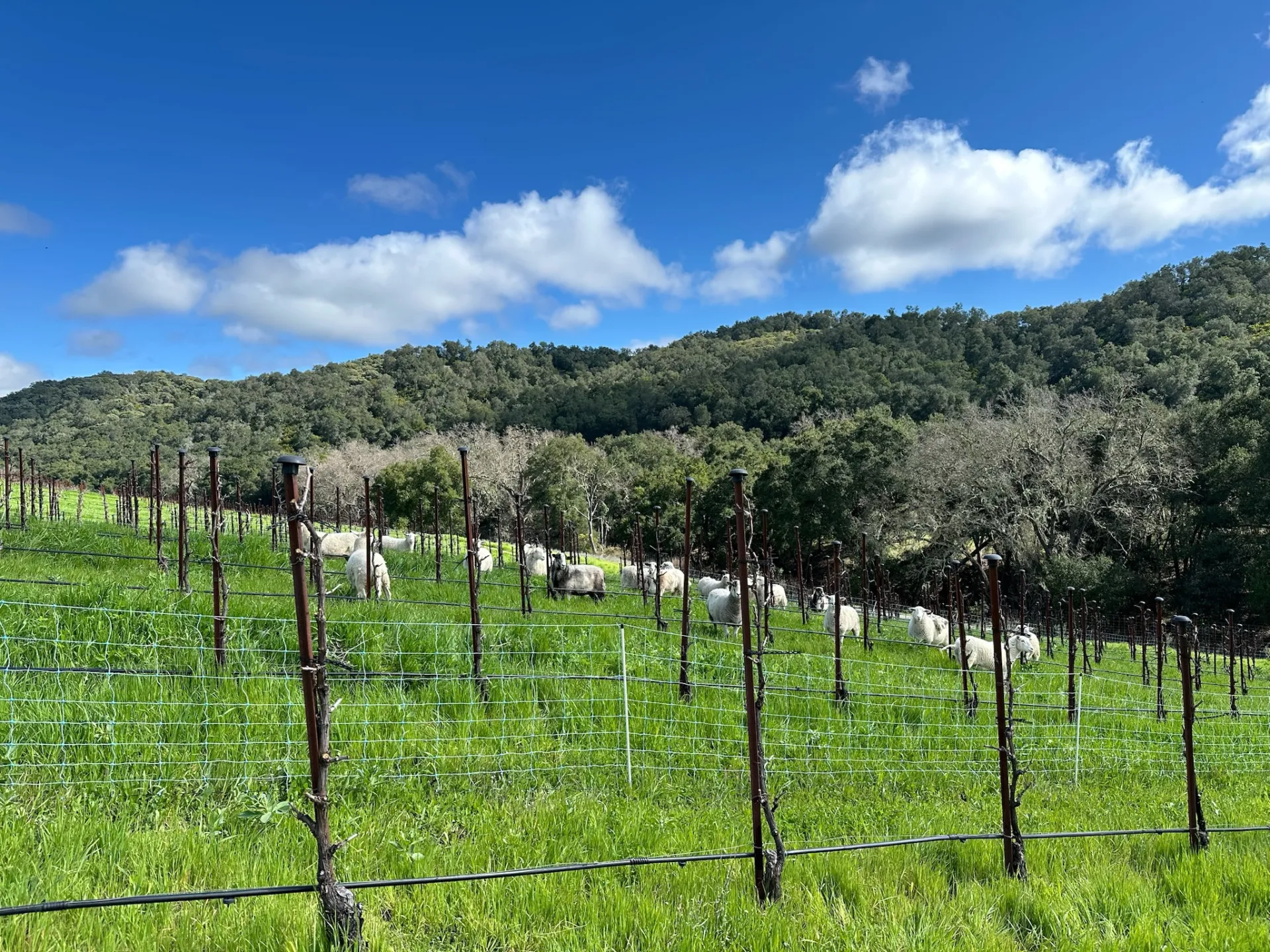A vineyard with sheep grazing