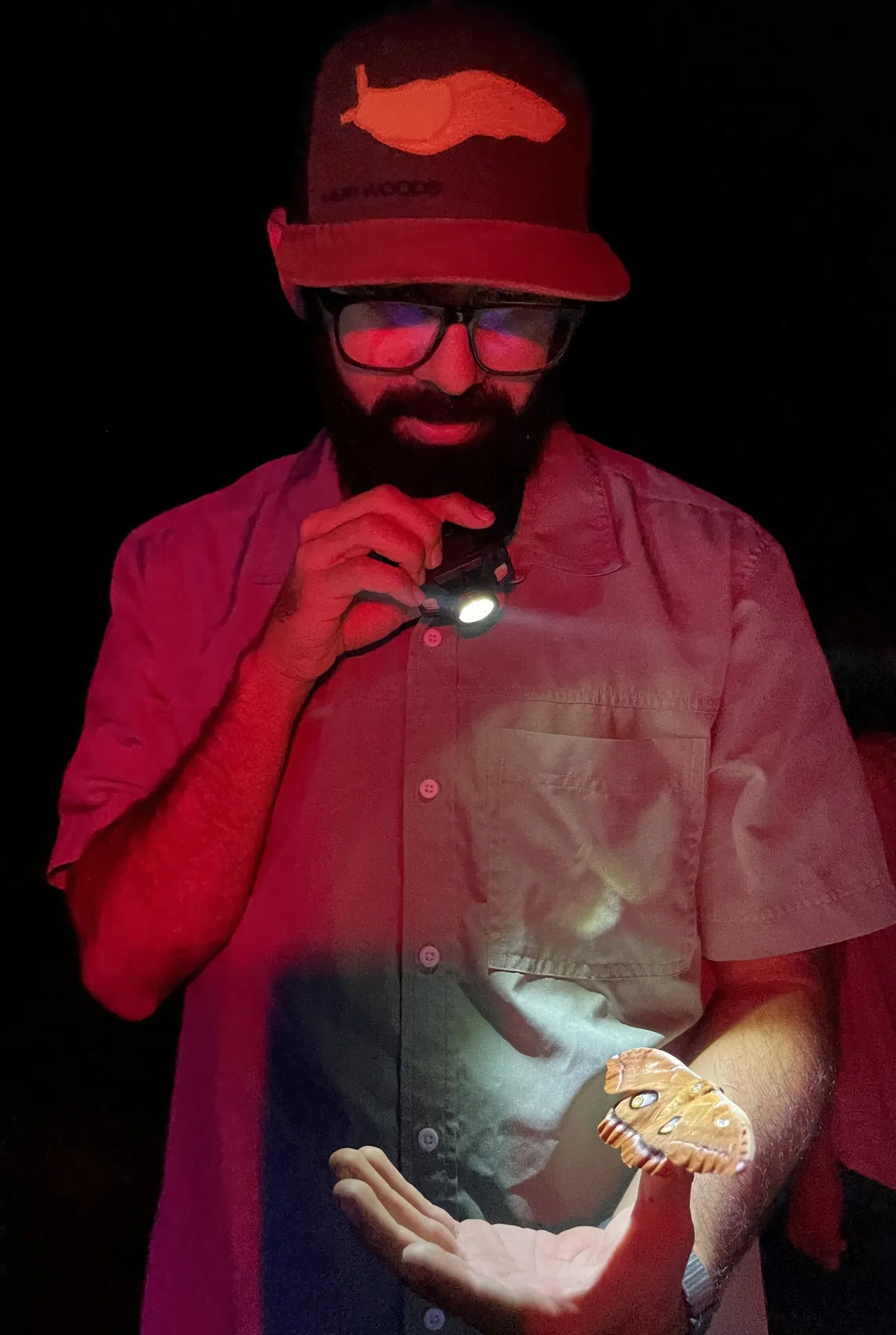 Entomologist Joel Hernandez shows the giant silkworm moth that visited his backlighting display. 