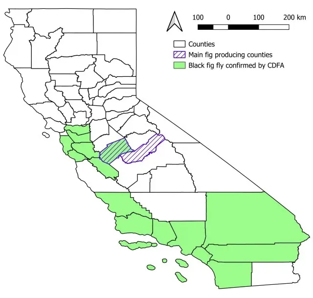 Map of California counties highlighting fig-producing regions and areas with confirmed black fig fly infestations.