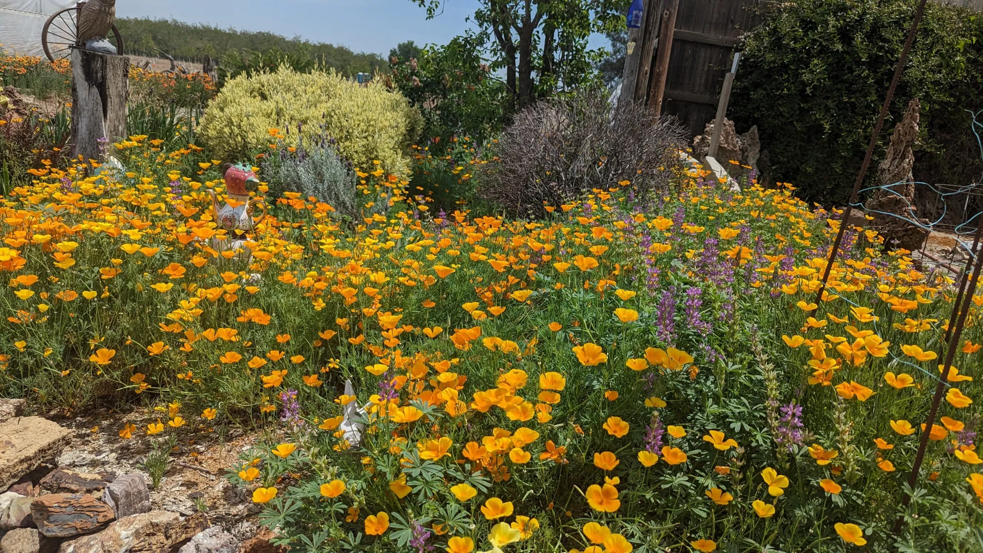 California poppies