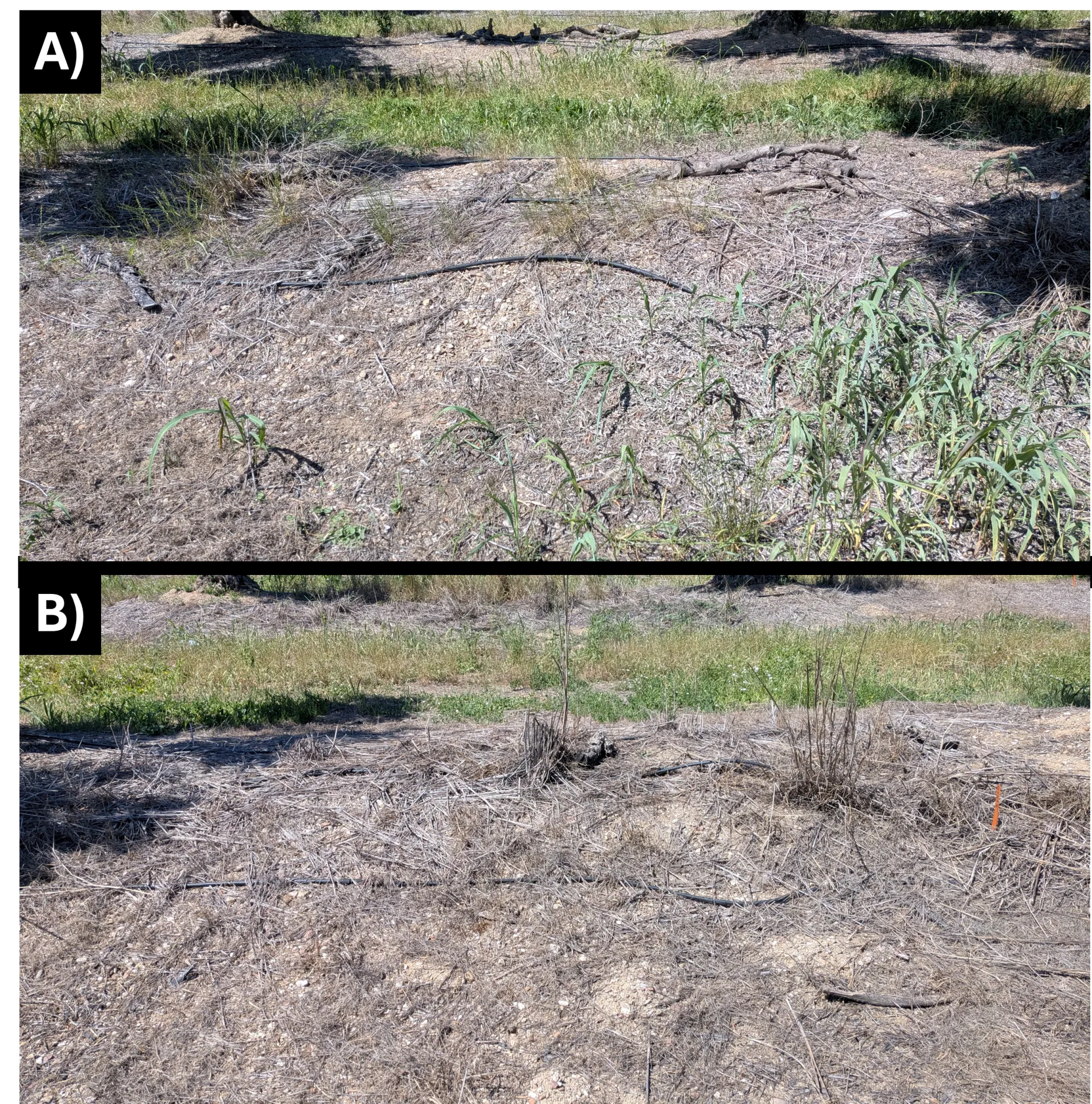 Two plots are shown, the top one with johnsongrass and Italian ryegrass and the bottom with bare soil and dead weeds.