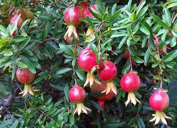 Pomegranates ripen on a bush in the fall