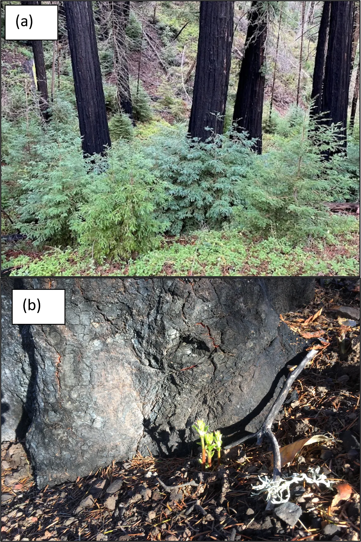 Photos of resprouting oaks and redwoods after a fire.