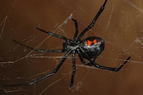 black widow spider with her red hourglass on her abdomen