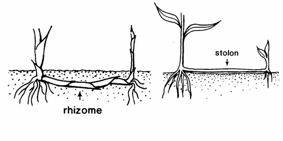 Pencil drawing of rhizomes below the surface and stolons above the surface