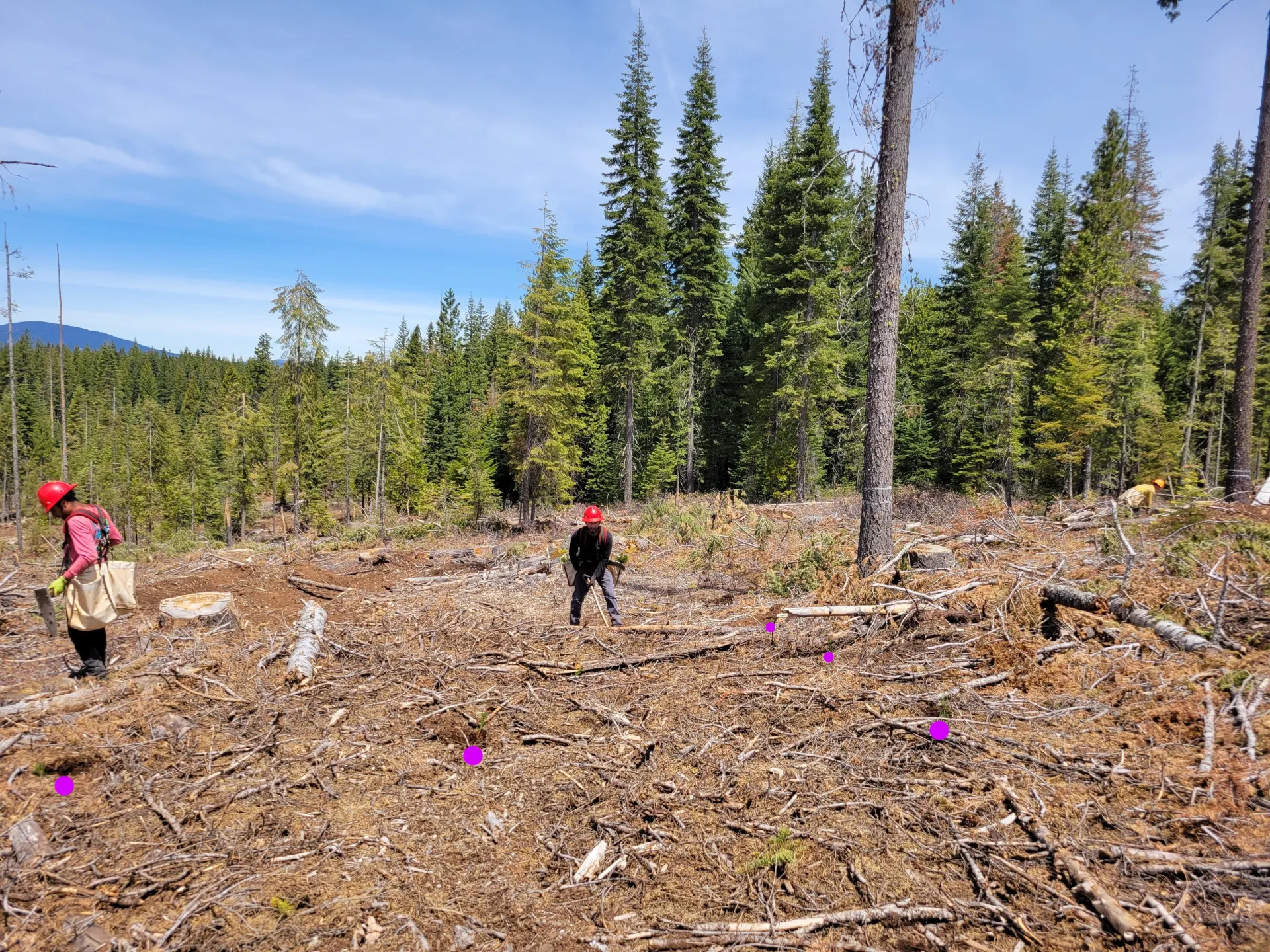 Seedlings, highlighted by purple dots, are being planted in a grid pattern by contractors.