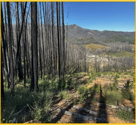 Post-fire landscape showing untreated land next to managed land.