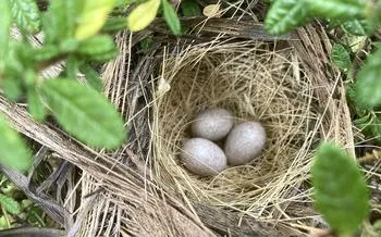 Spotted Towhee nest with eggs in a low bush Ceanothus
