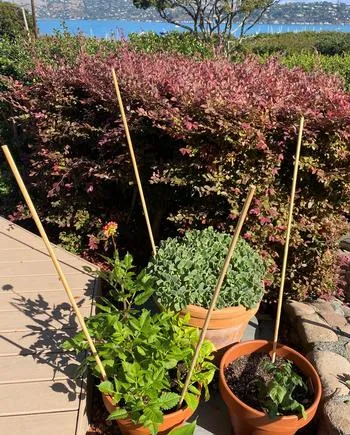 Staked container plants preparing for frost or inclement weather