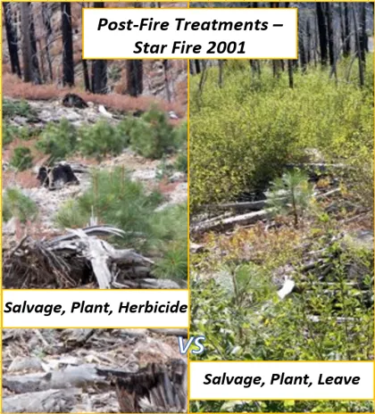 Image 2: Comparison of two post-fire management approaches: herbicide use to control competing vegetation (left) produced higher rates of tree survival compared to the no control approach (right).