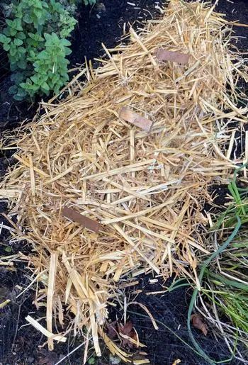 Straw covering tender plants