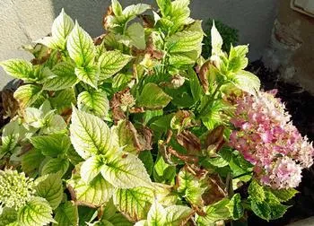 Symptoms of iron deficiency include light green to yellow leaves with contrasting narrow dark green veins, marginal scorching, and bleaching