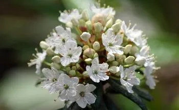 The Western Labrador Tea, Rhododendron columbianum is an old favorite and a recent addition to Marin’s native rhododendron family