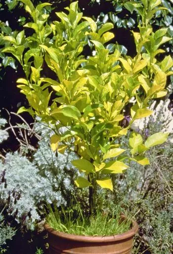 The older, lower leaves of this citrus plant are yellow, while the new growth at the top is green, indicating a nitrogen deficiency