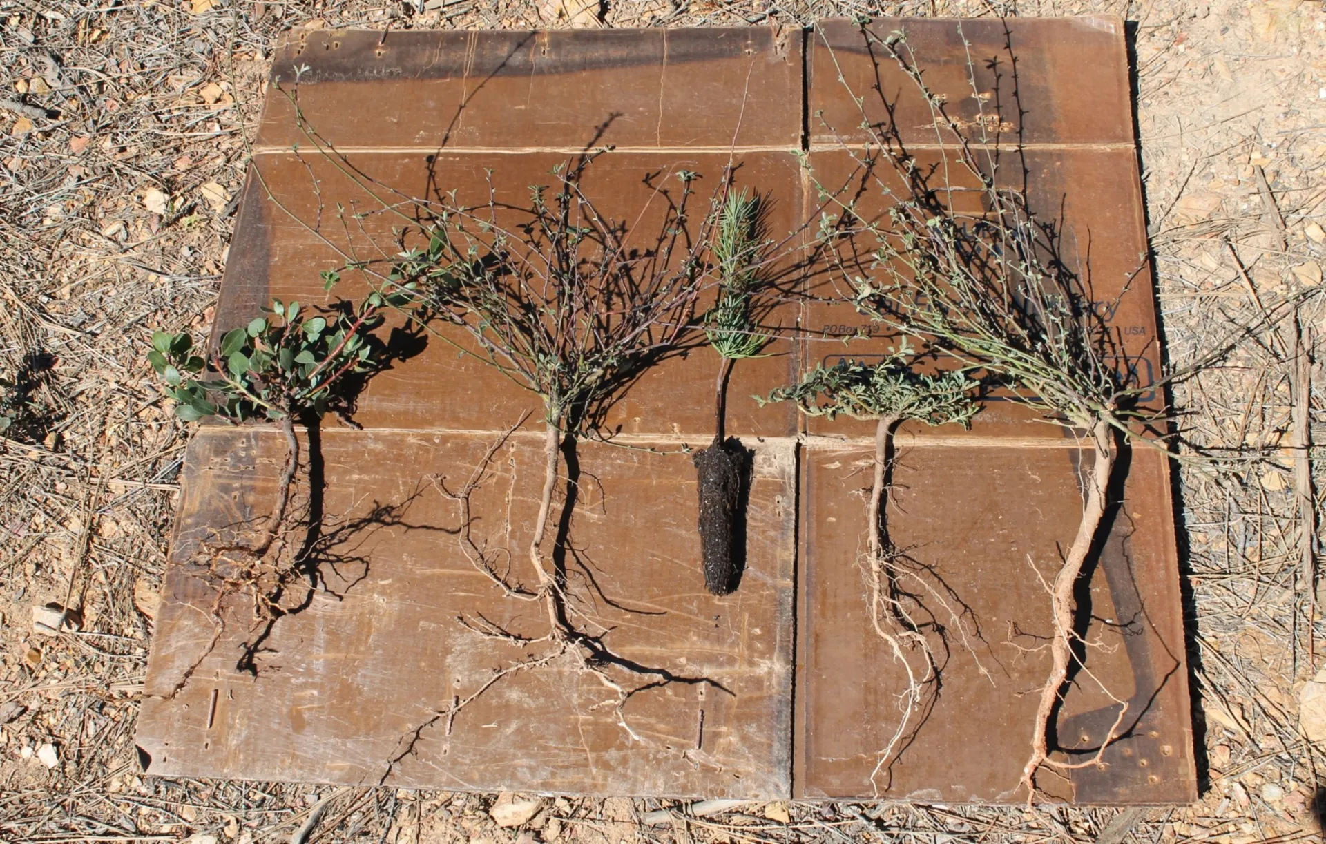 Root system comparison showing established shrubs (whiteleaf manzanita and deerbrush, 2-3 years post-fire) versus a young tree seedling (center). Note the extensive shrub root networks that compete with the seedling for water and nutrients.