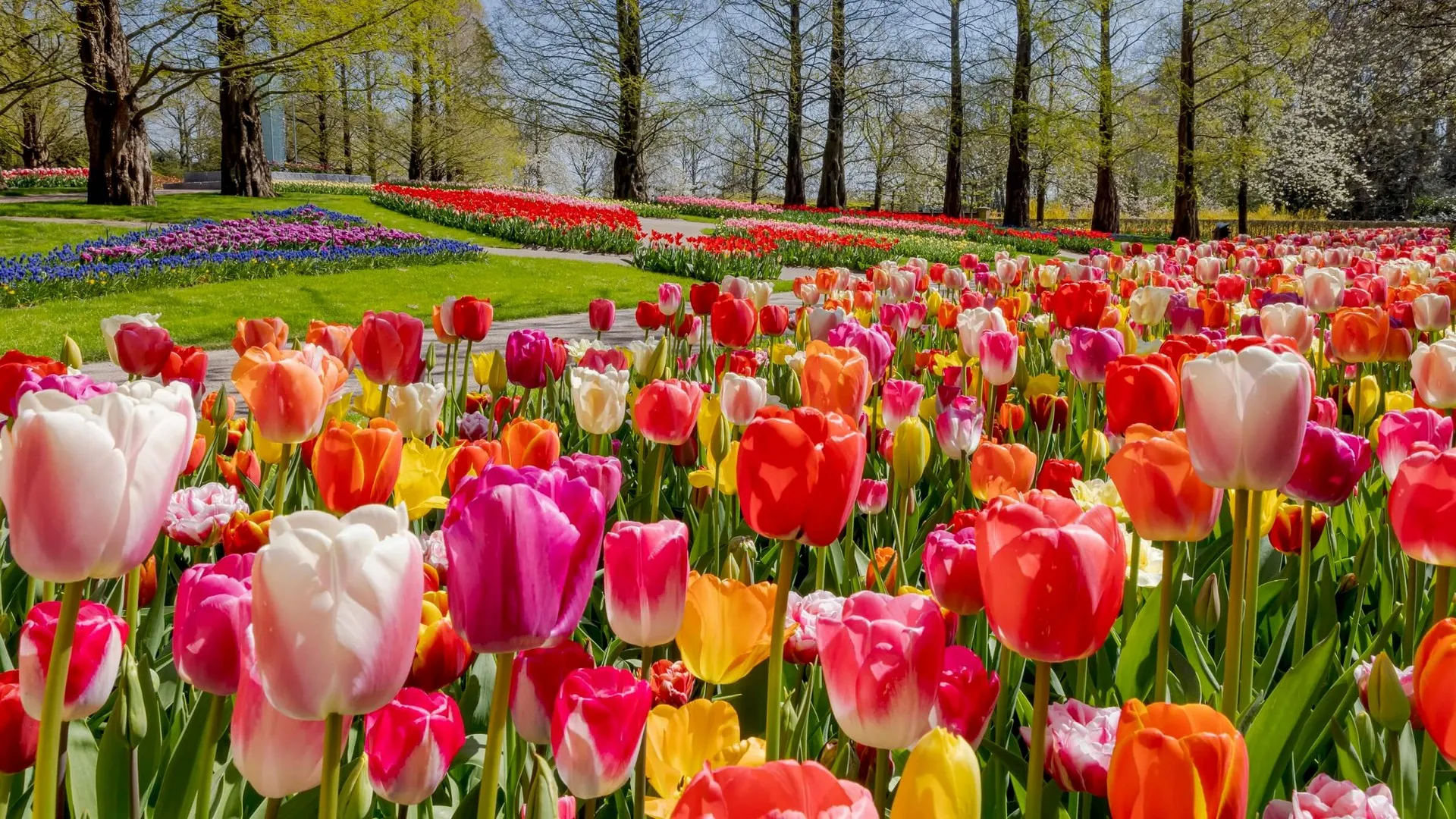 Field of tulips