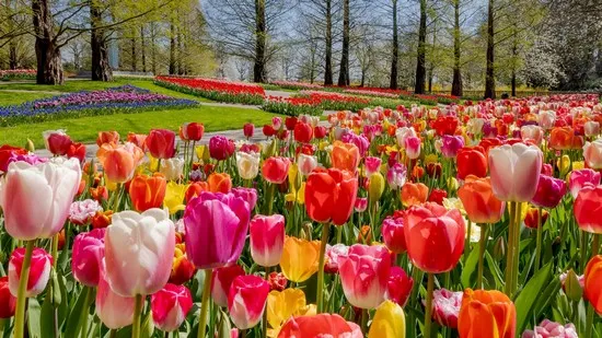 Field of tulips