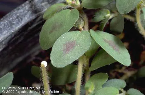 Spotted spurge with red leaf spots and a broken stem exuding milky sap. Credit: Jack Kelly Clark, UC IPM