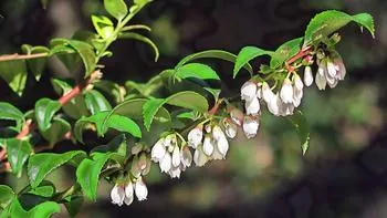Western beaked hazelnut is named because its bud looks like a bird’s beak