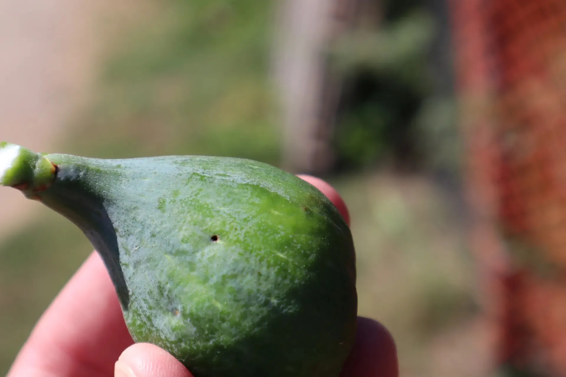 Fig with a small exit hole that was left by a BFF larva.