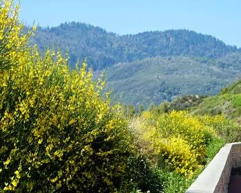 a hillside covered in Spanish broom