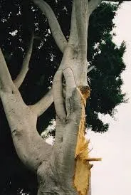 ripped branch