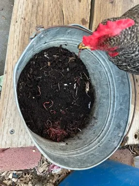 black chicken with a red comb peers into a buck of compost with worms
